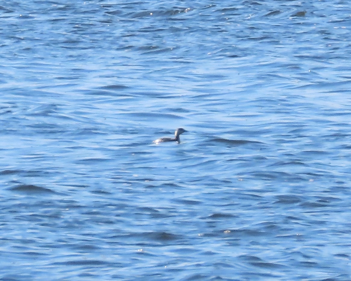 Horned Grebe - ML615603198