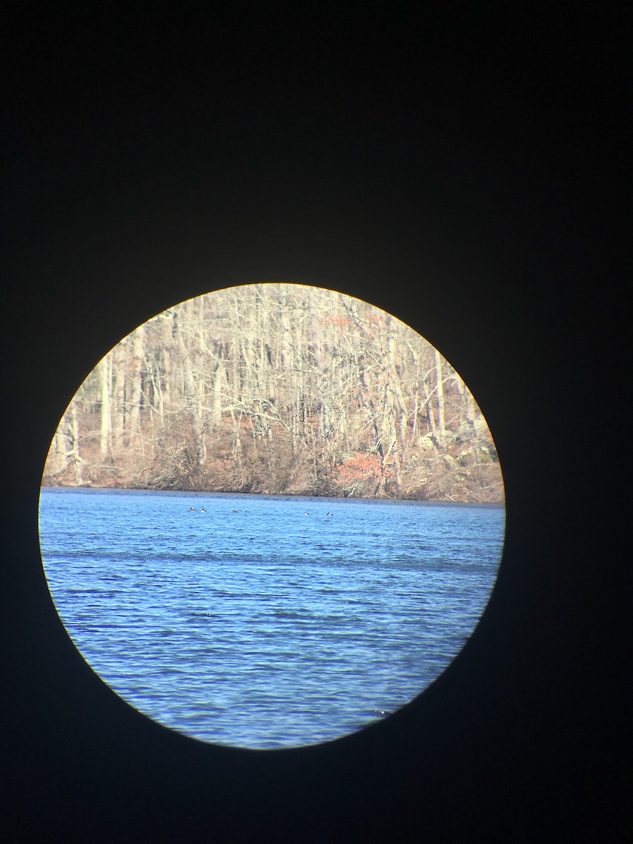 小斑背潛鴨 - ML615603285