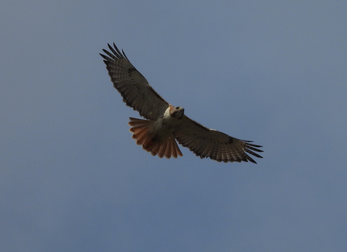 Red-tailed Hawk - ML615603290