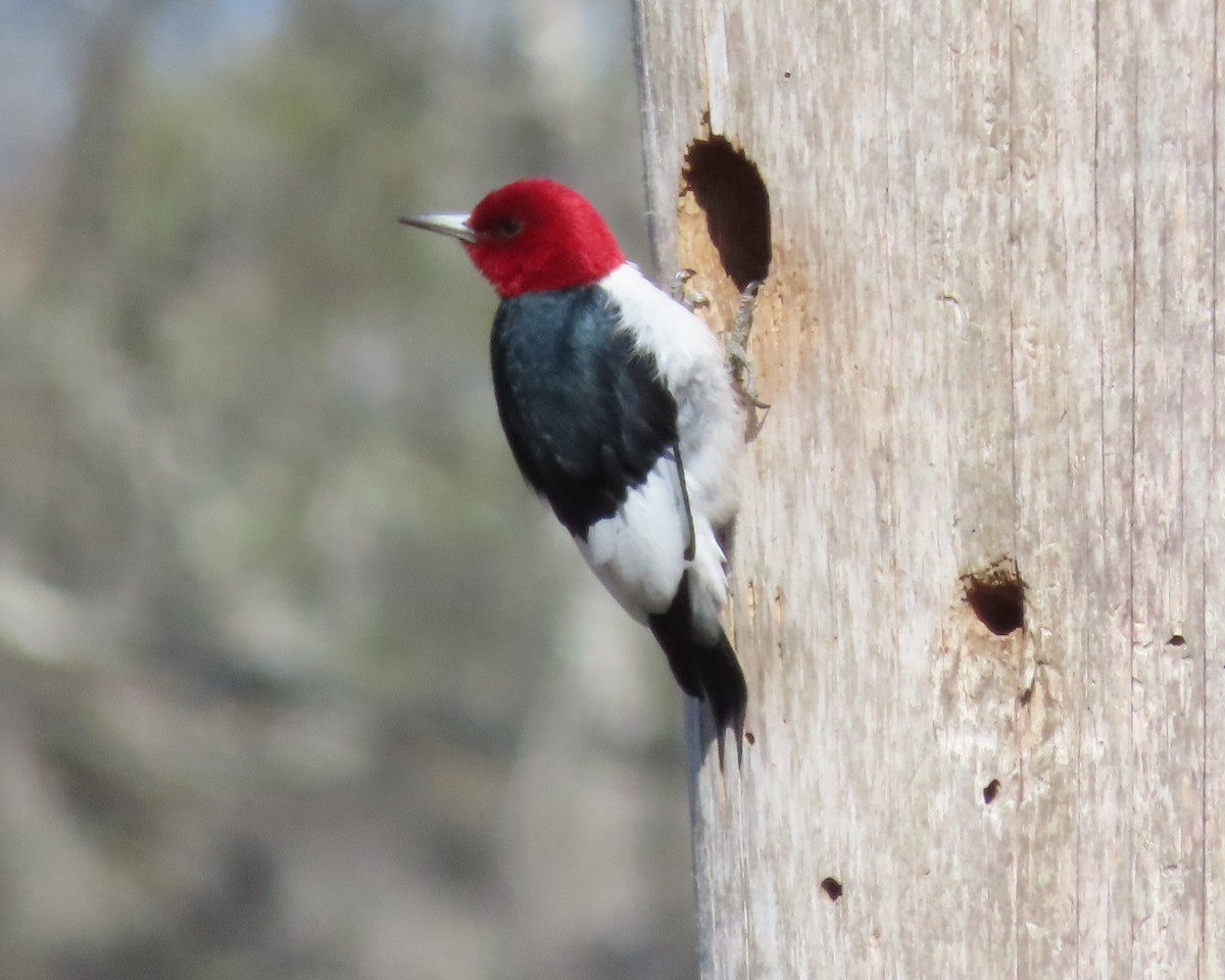 Red-headed Woodpecker - ML615603308