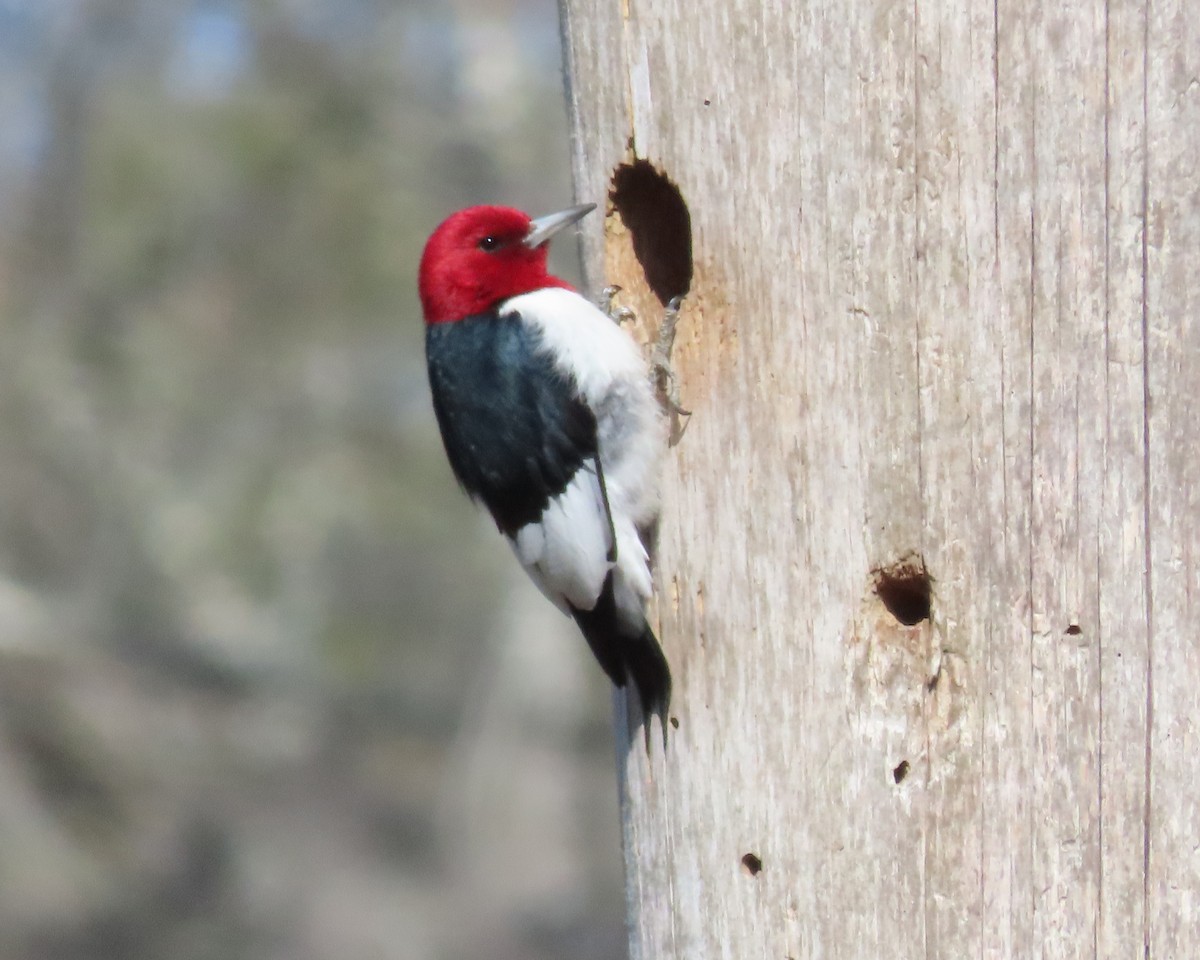 Red-headed Woodpecker - ML615603309