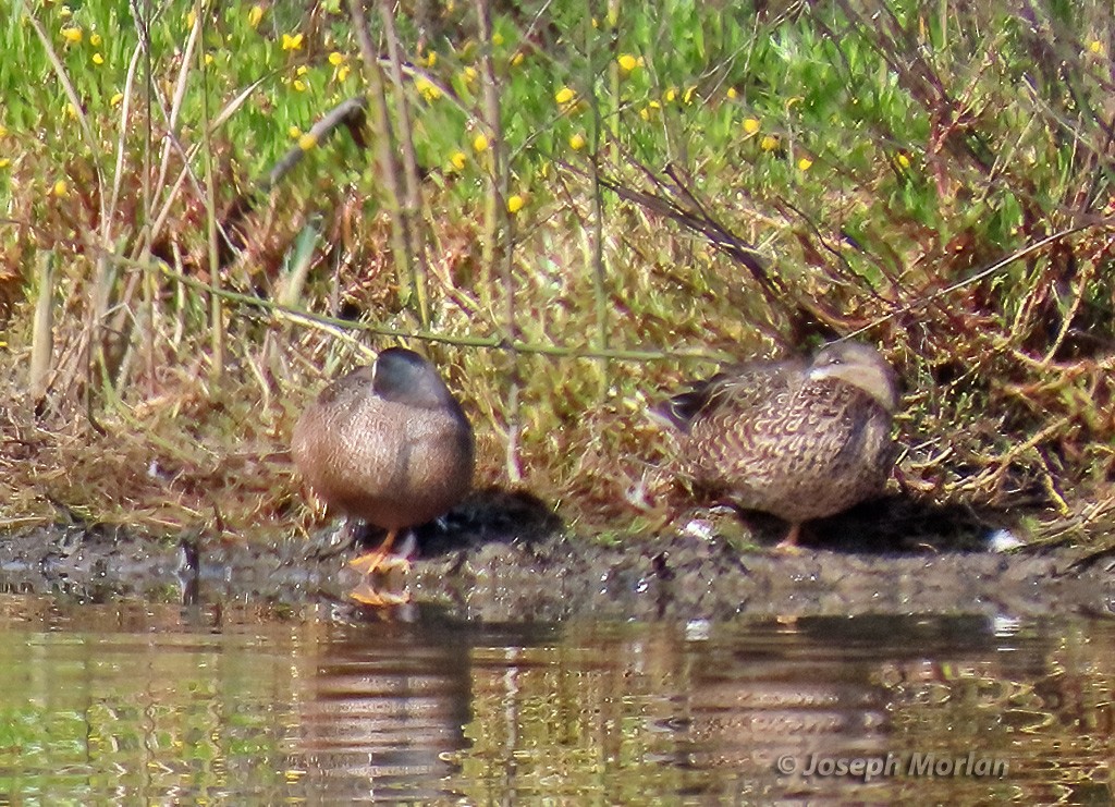 Blue-winged Teal - ML615603350