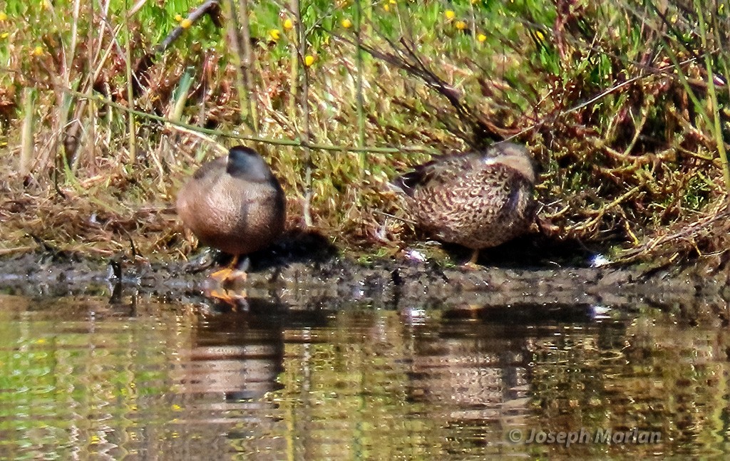 Blue-winged Teal - ML615603352