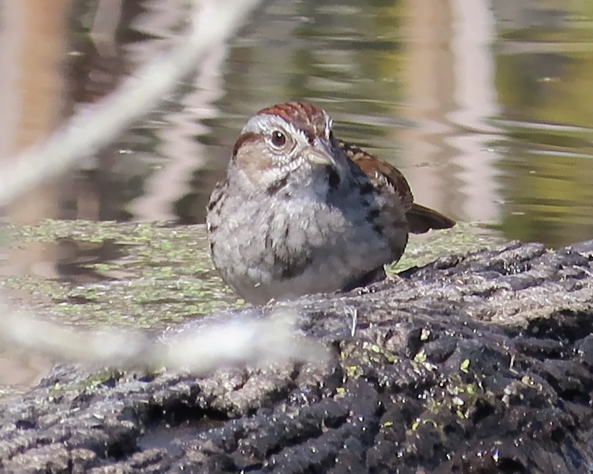 Swamp Sparrow - ML615603364