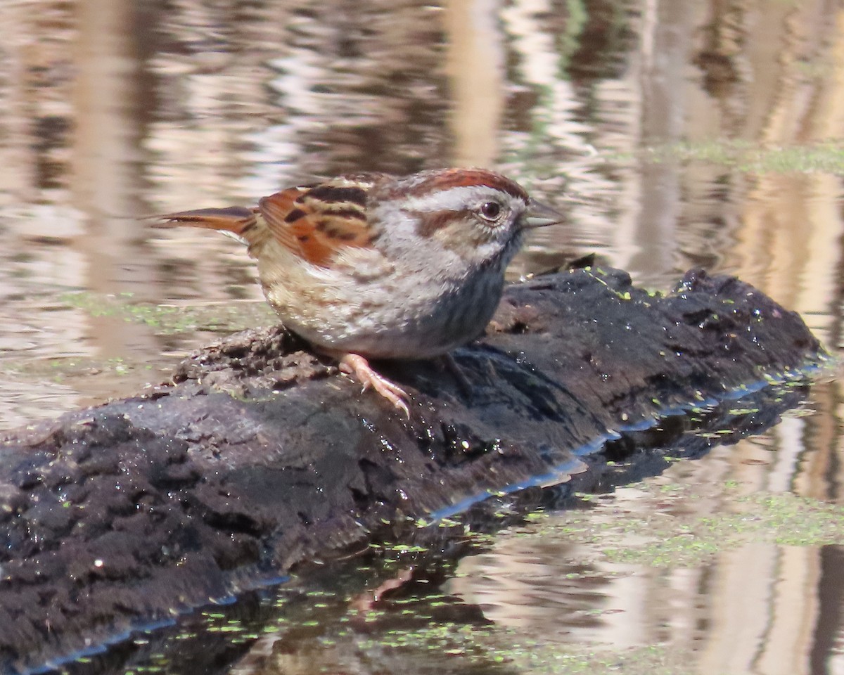 Swamp Sparrow - ML615603365