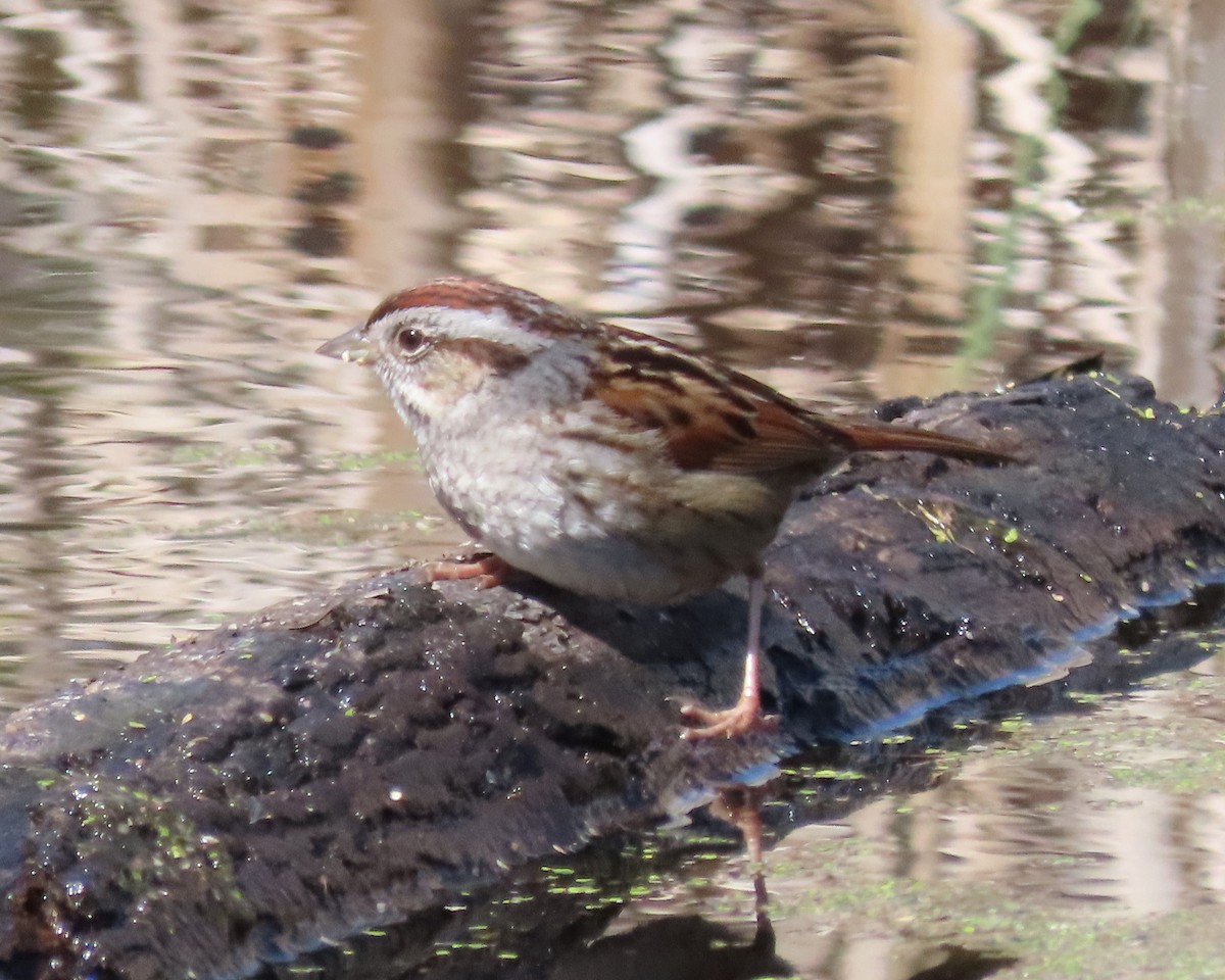 Swamp Sparrow - ML615603366