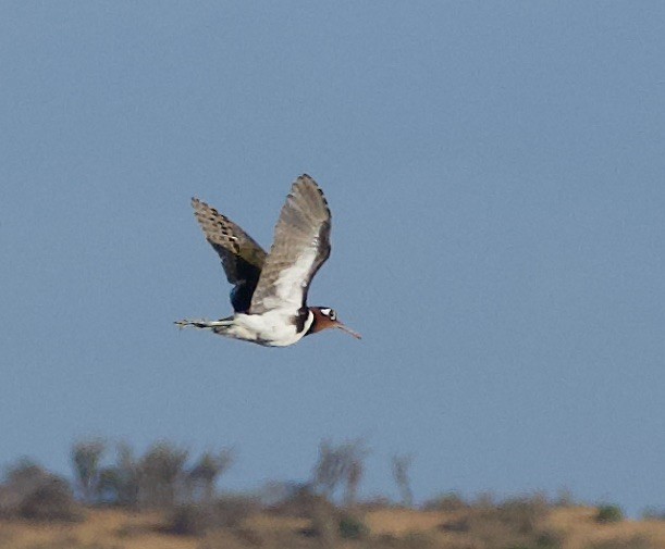 Greater Painted-Snipe - Marcia Balestri