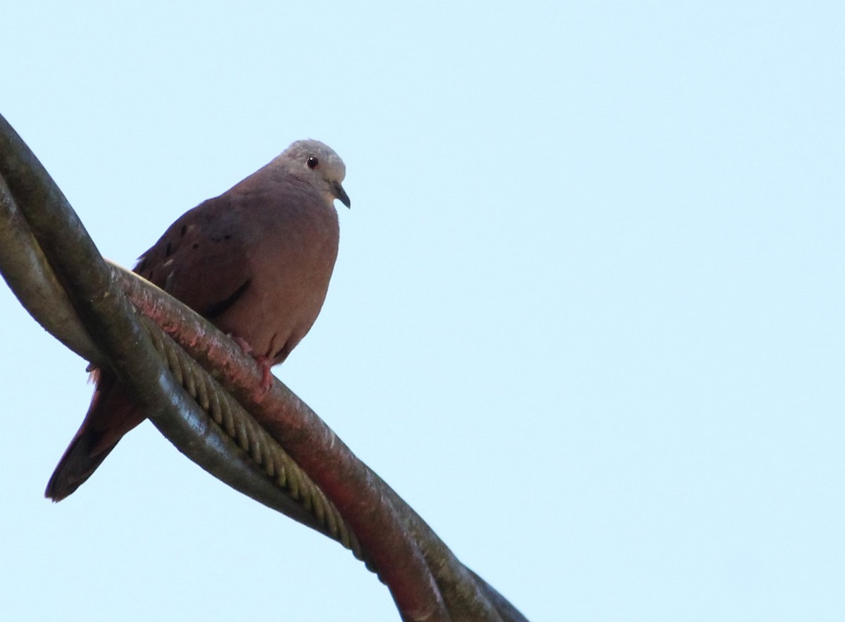 Ruddy Ground Dove - ML615603412