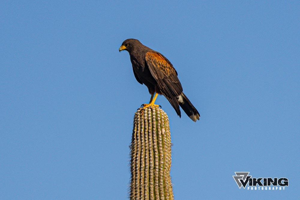 Poiana di Harris - ML615603416