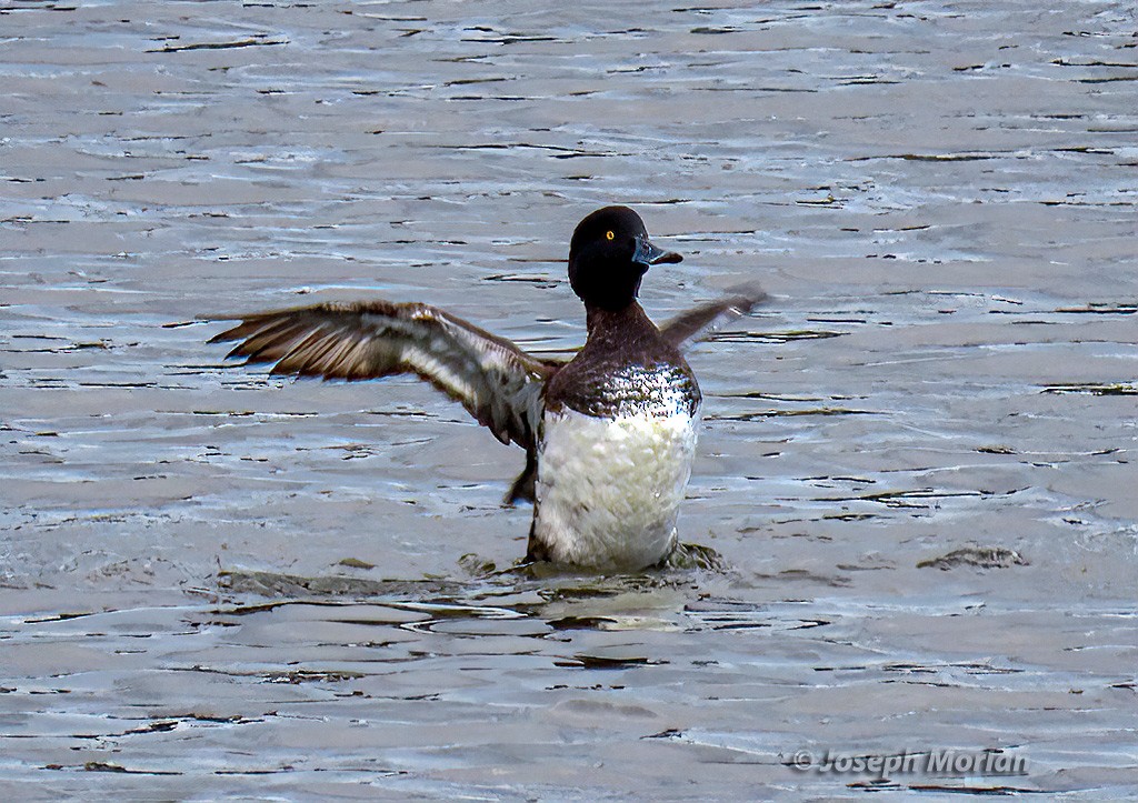 Tufted Duck - ML615603429