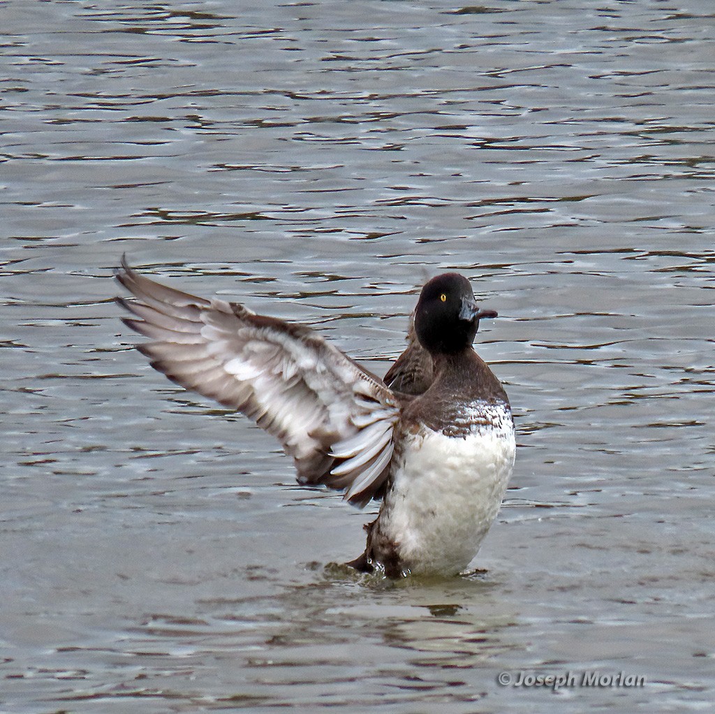 Tufted Duck - ML615603430