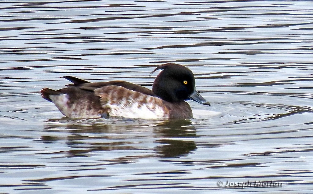 Tufted Duck - ML615603431