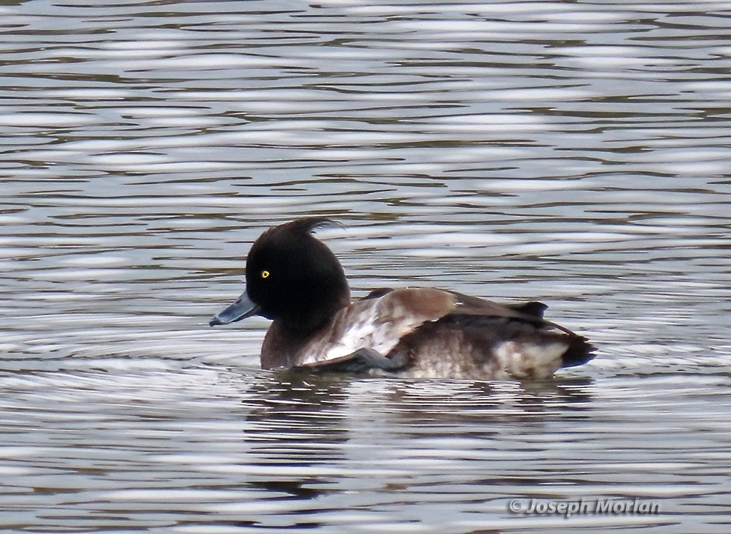 Tufted Duck - ML615603432