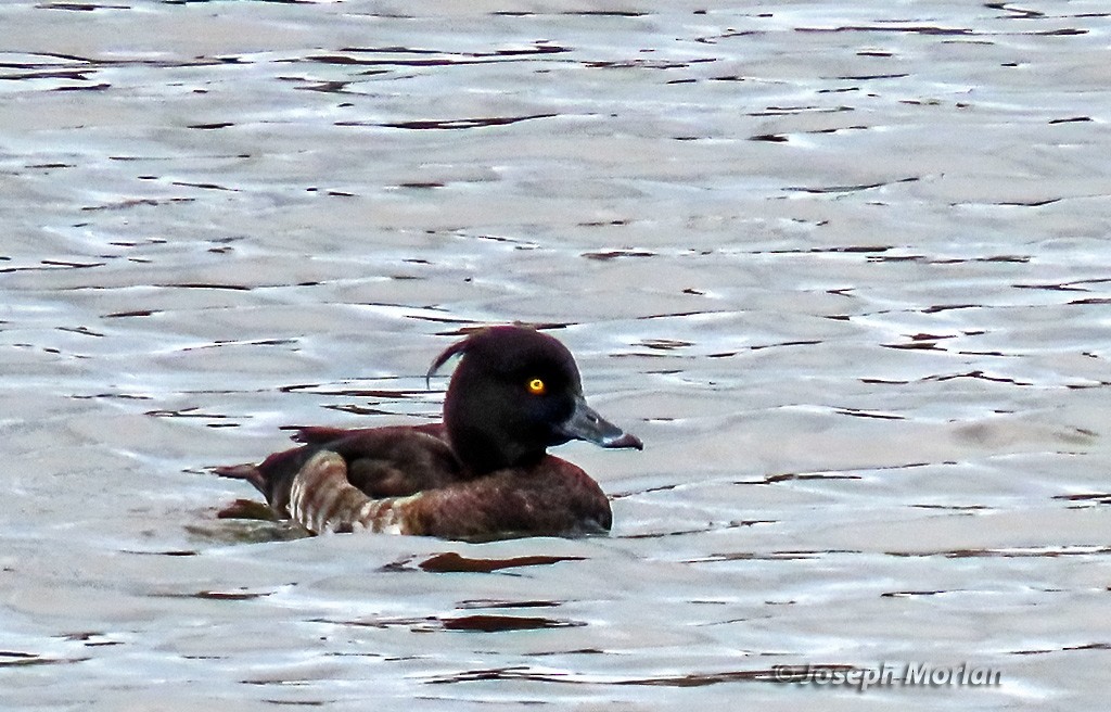 Tufted Duck - ML615603434