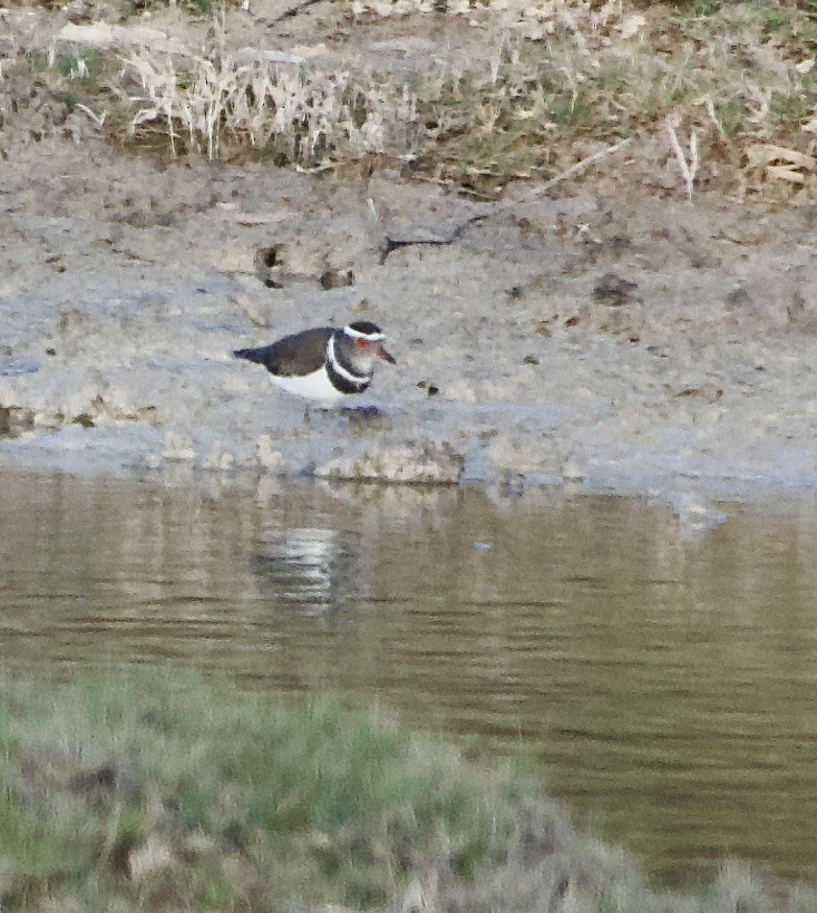 Three-banded Plover (Madagascar) - ML615603435