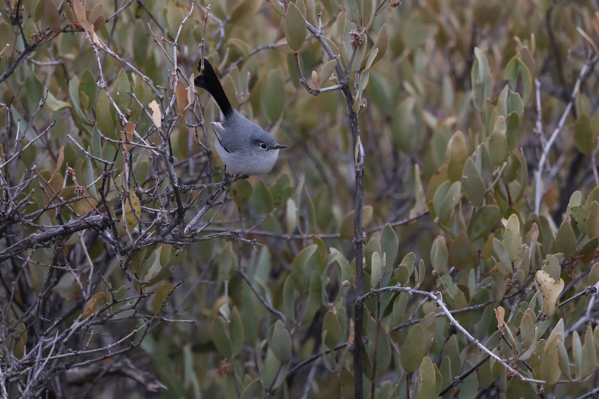 Black-tailed Gnatcatcher - ML615603559