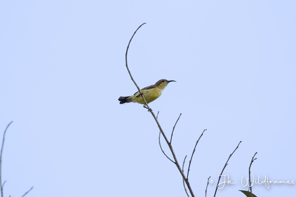 Ornate Sunbird (Ornate) - ML615603650