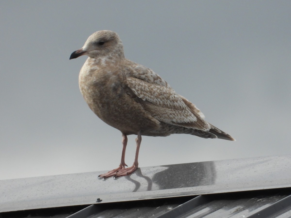 Iceland Gull (Thayer's) - Nick Mrvelj