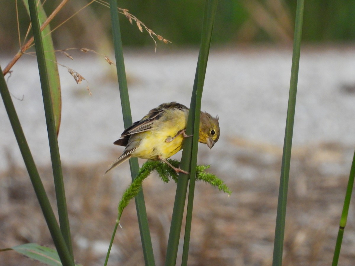 Grassland Yellow-Finch - ML615603695