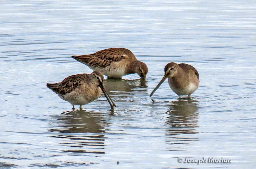 Long-billed Dowitcher - ML615603710