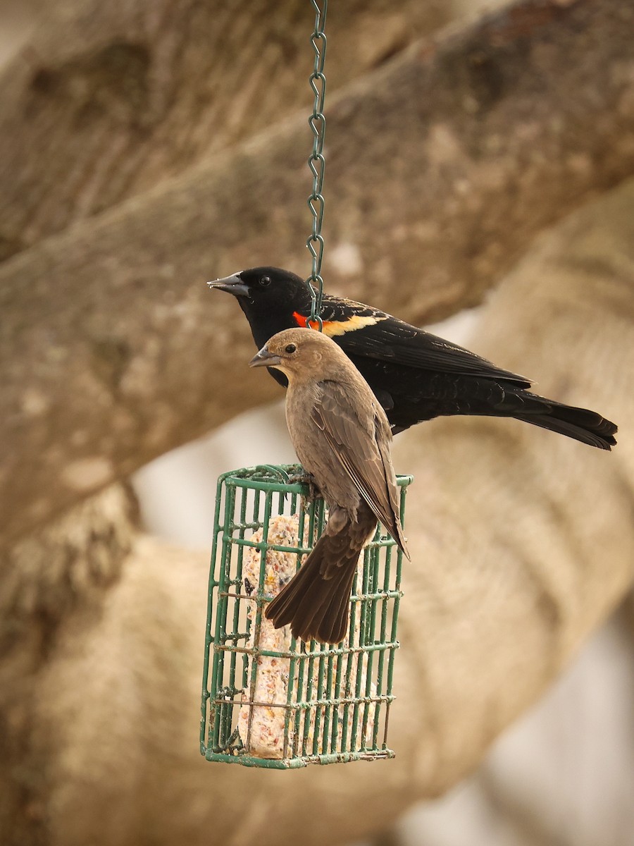 Red-winged Blackbird - ML615603745