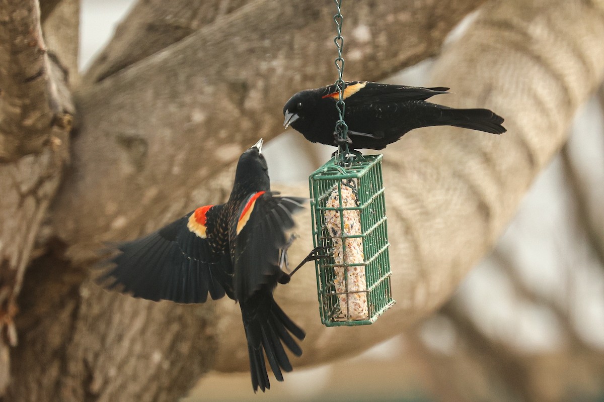 Red-winged Blackbird - Scott Castelein