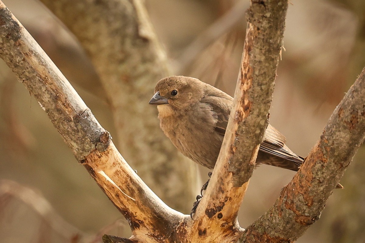 Brown-headed Cowbird - Scott Castelein