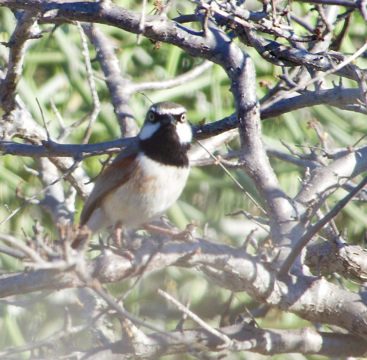 Red-shouldered Vanga - ML615603761