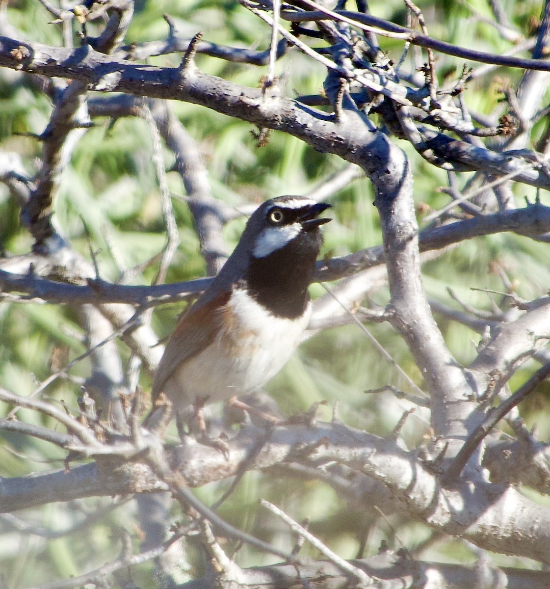 Red-shouldered Vanga - Marcia Balestri