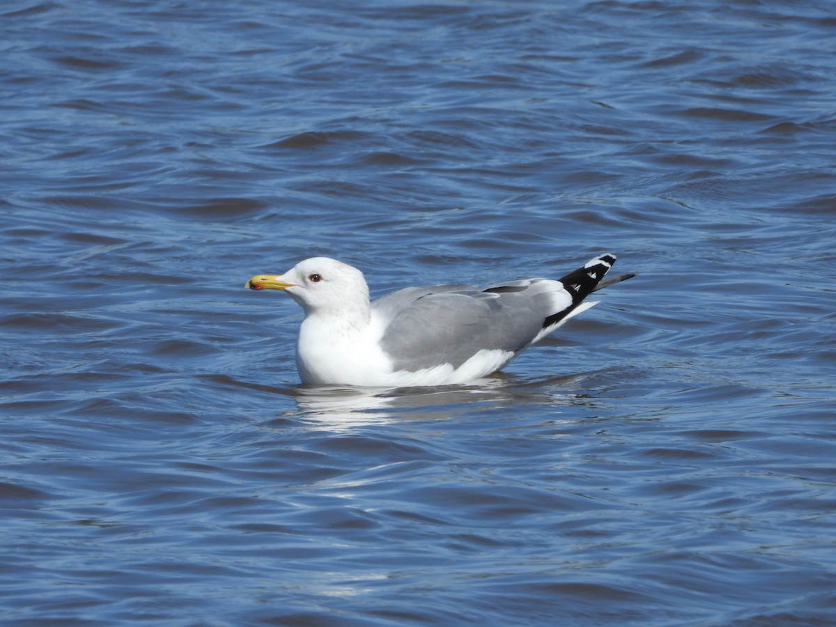 Goéland de Californie - ML615603768