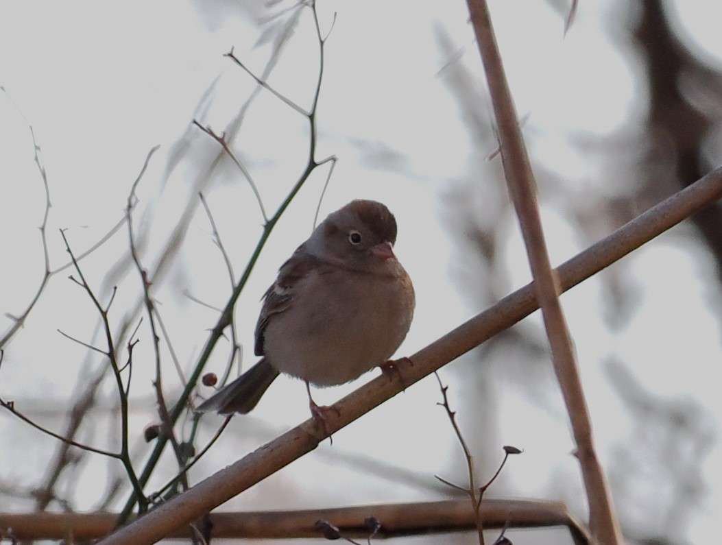 Field Sparrow - ML615603772