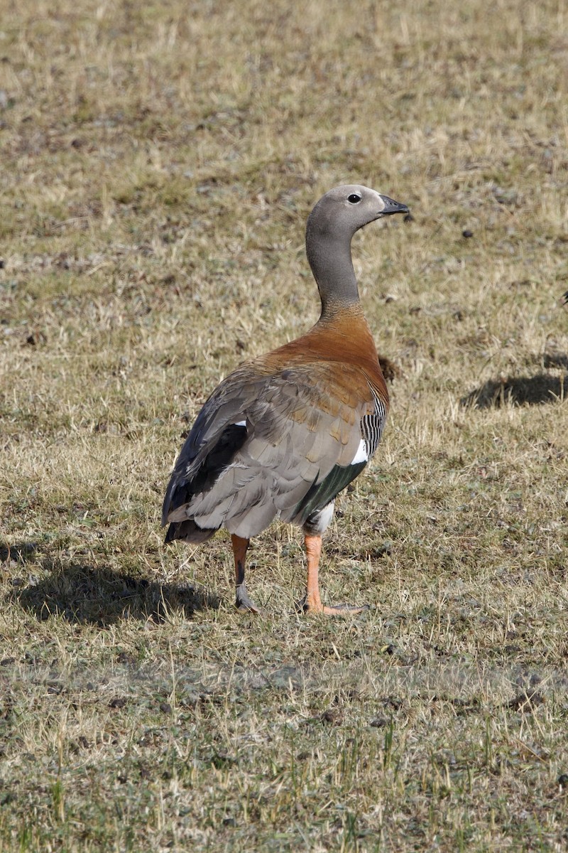 Ashy-headed Goose - ML615603777