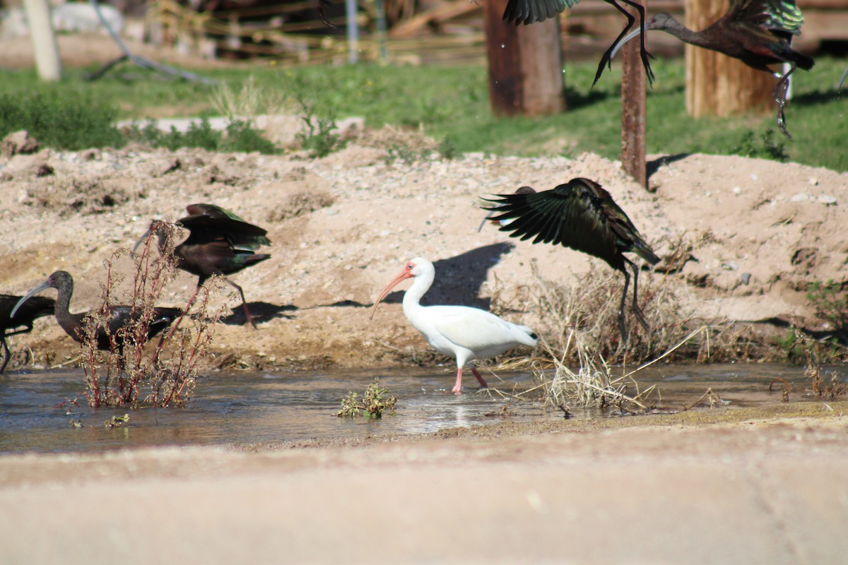 White Ibis - steve boyack