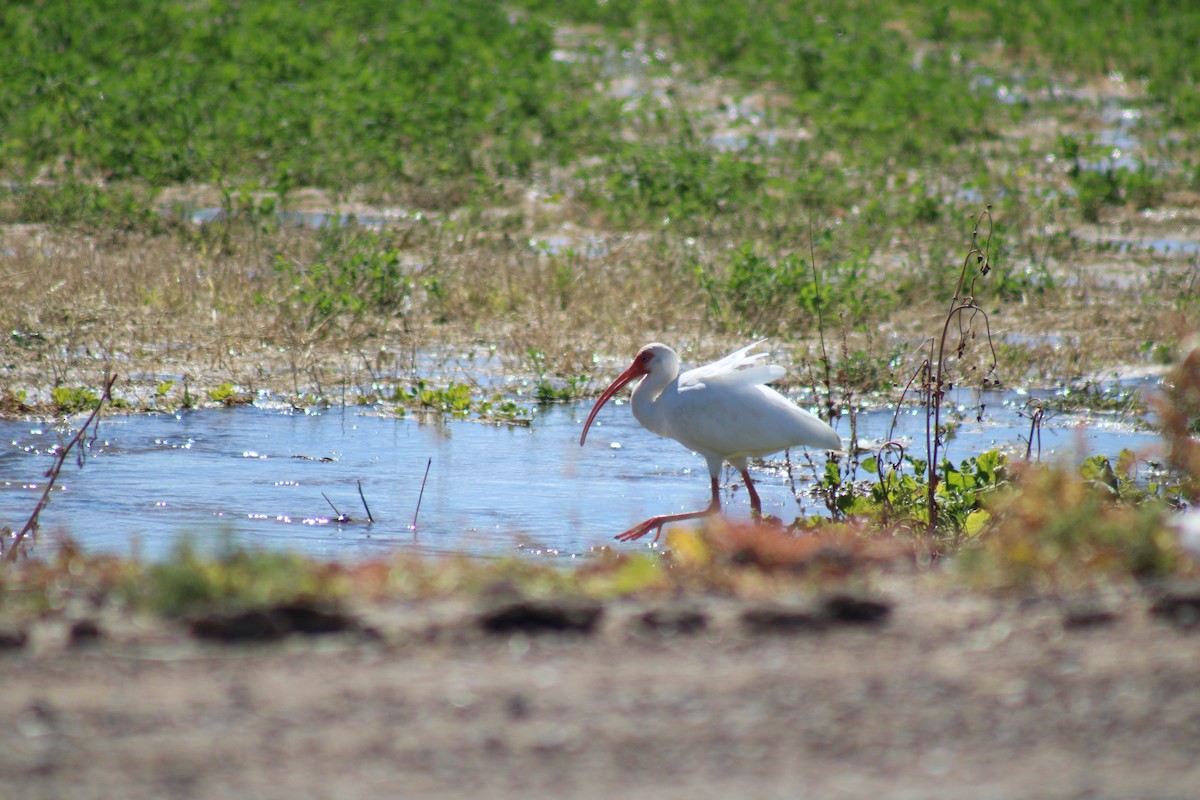 White Ibis - steve boyack