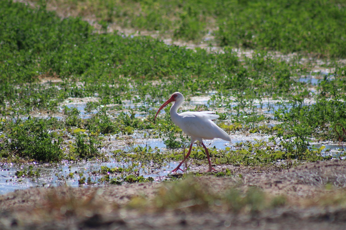 White Ibis - steve boyack