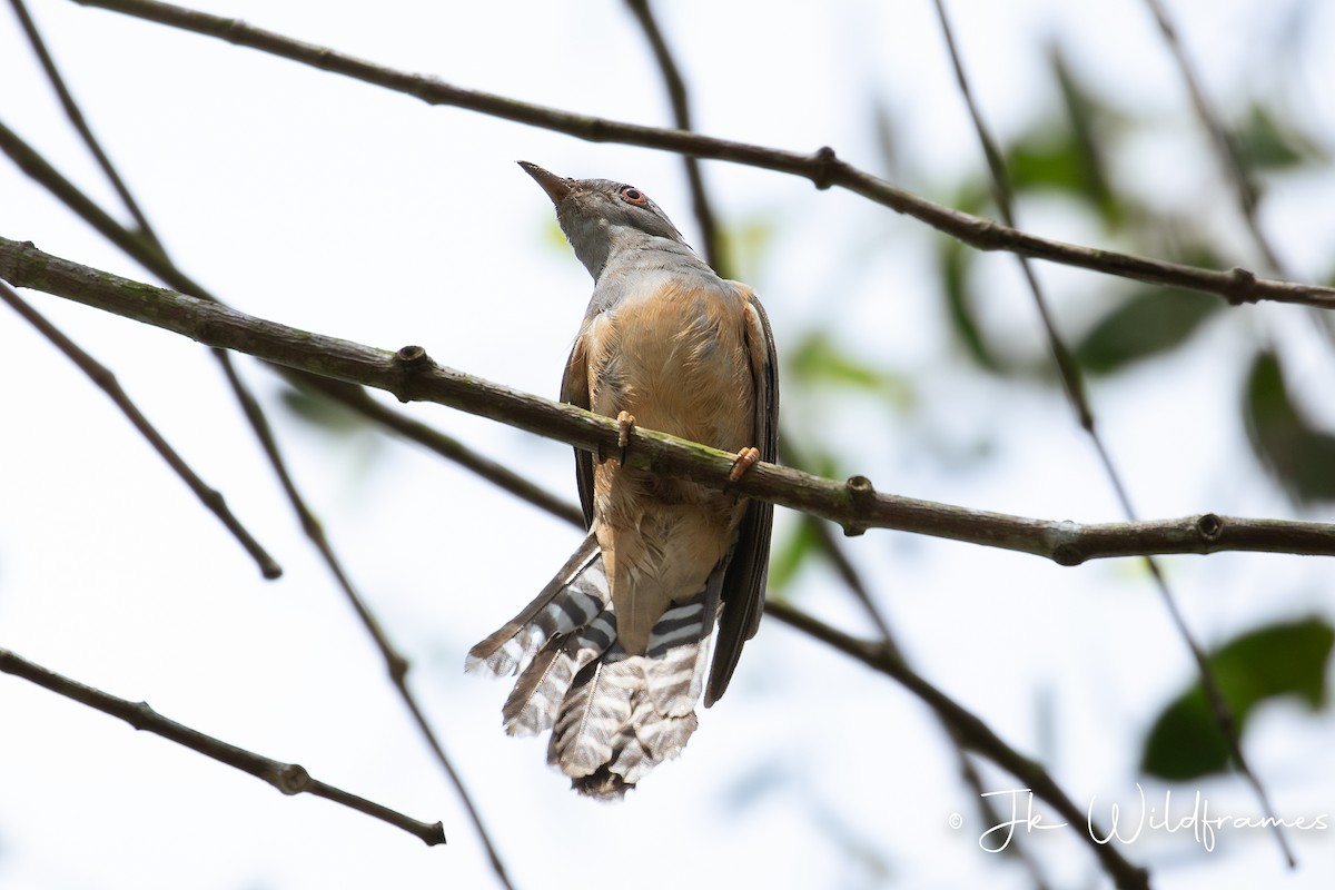 Plaintive Cuckoo - ML615603862