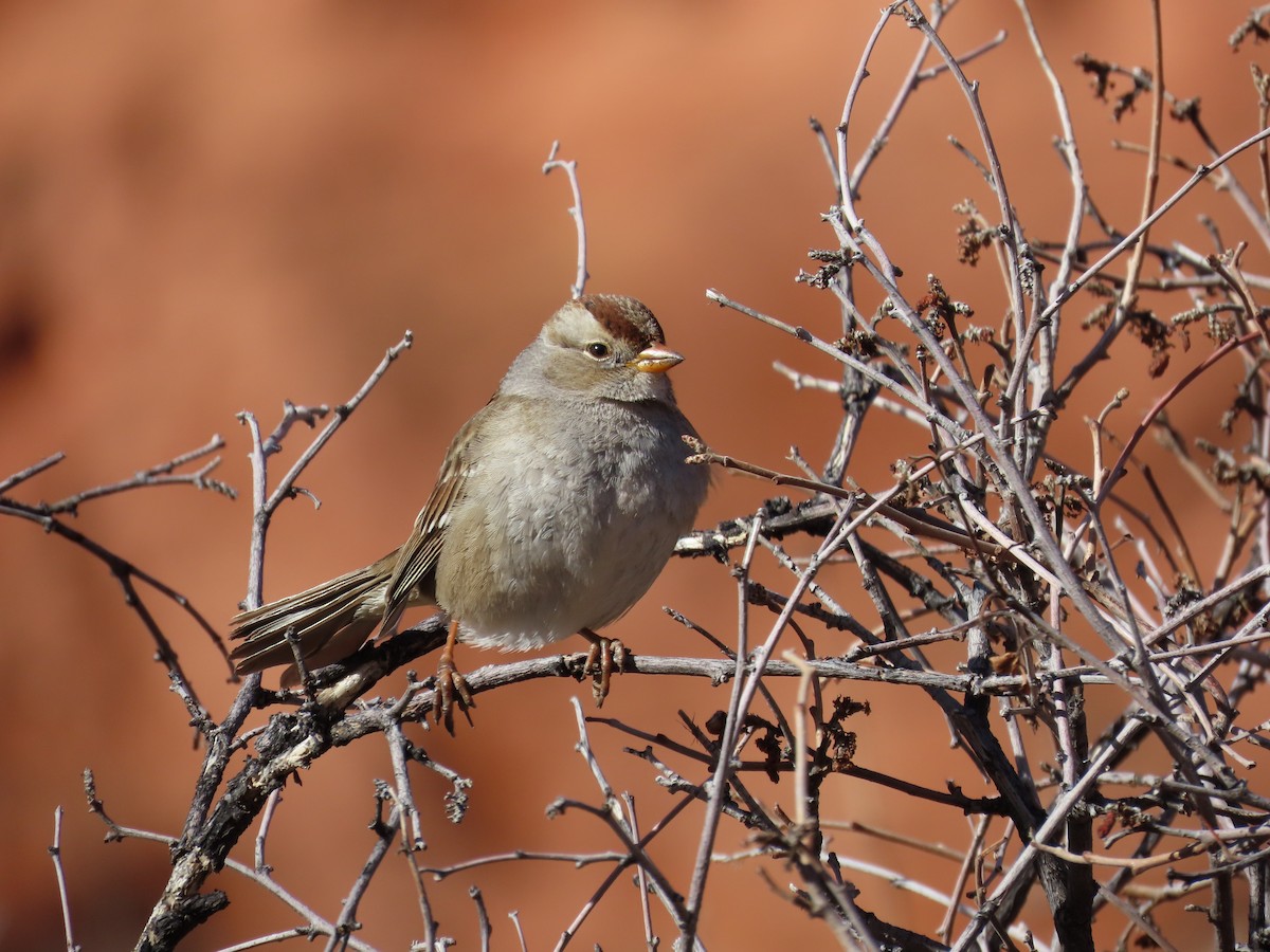 White-crowned Sparrow - ML615603869