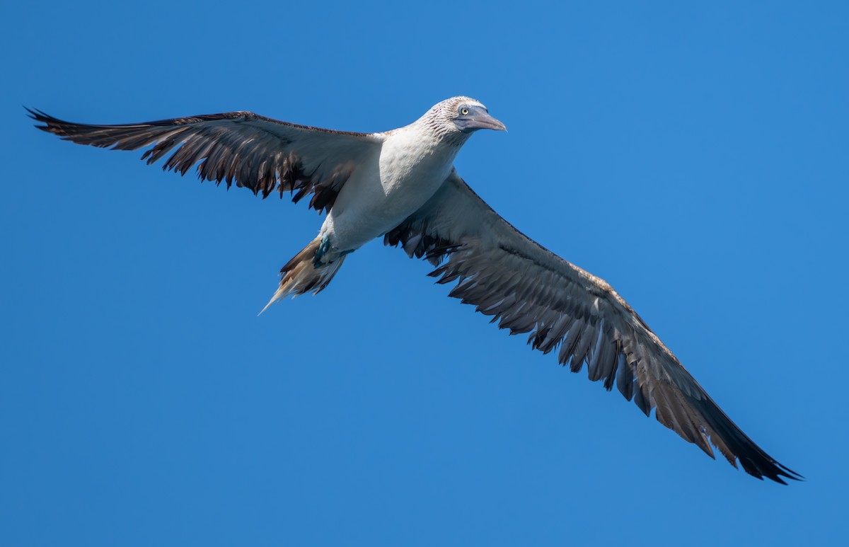 Blue-footed Booby - ML615603872