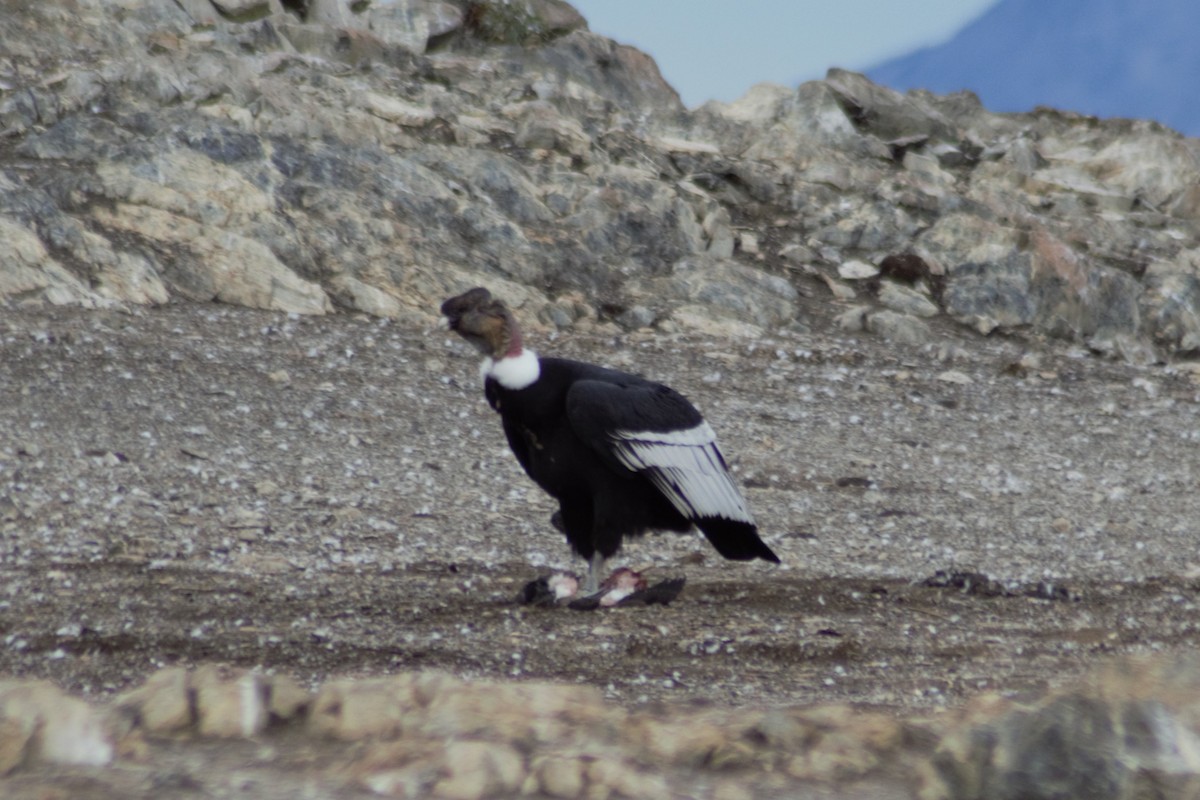 Andean Condor - Arito Morales