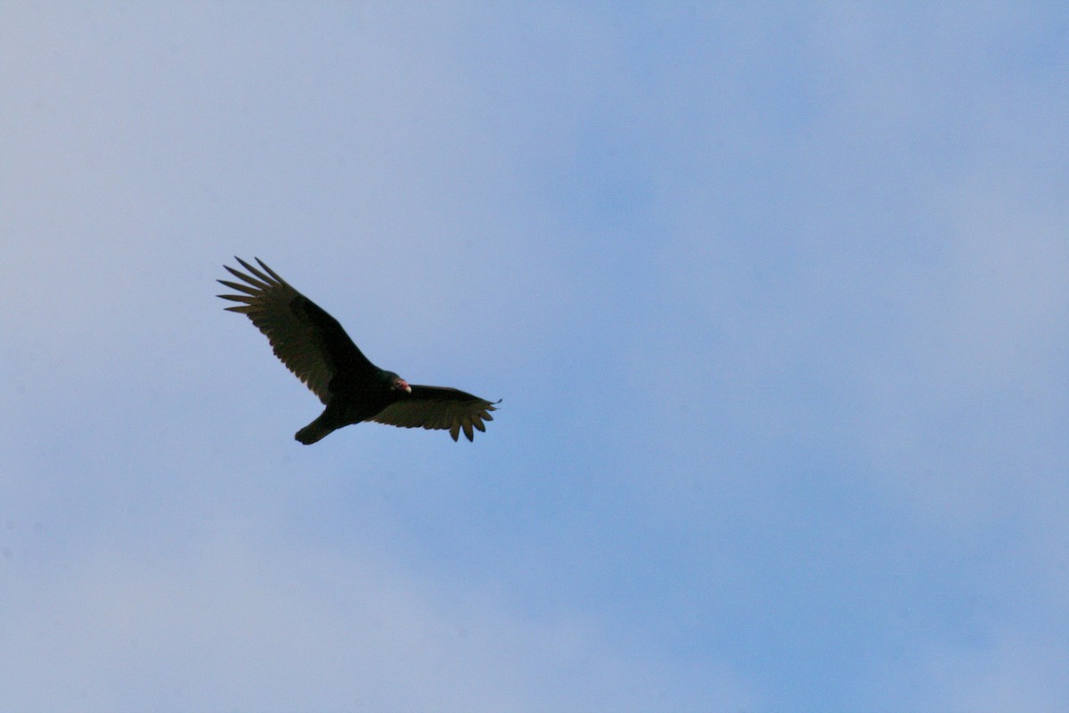 Turkey Vulture - ML615603919