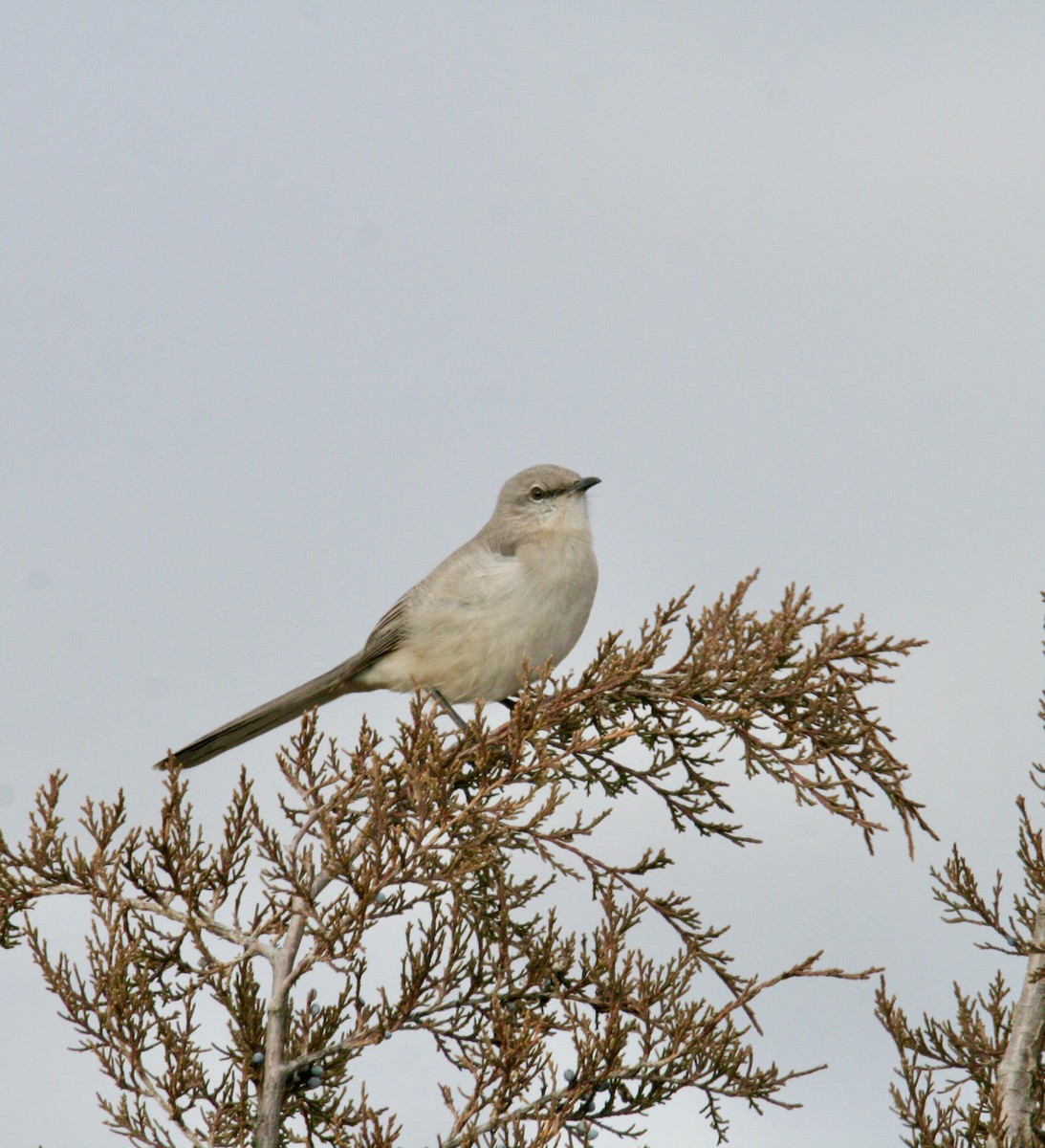 Northern Mockingbird - ML615603926
