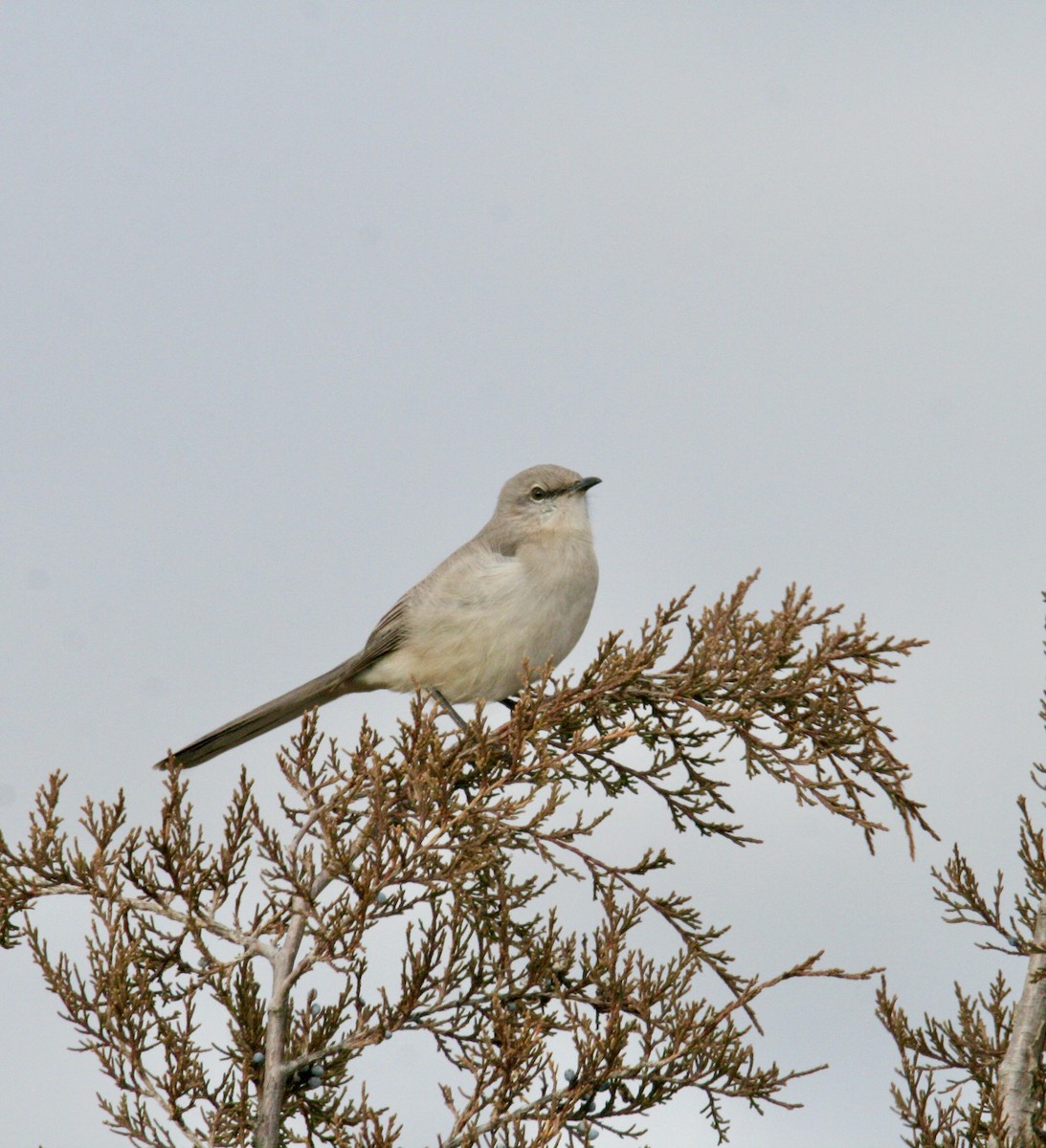 Northern Mockingbird - ML615603926