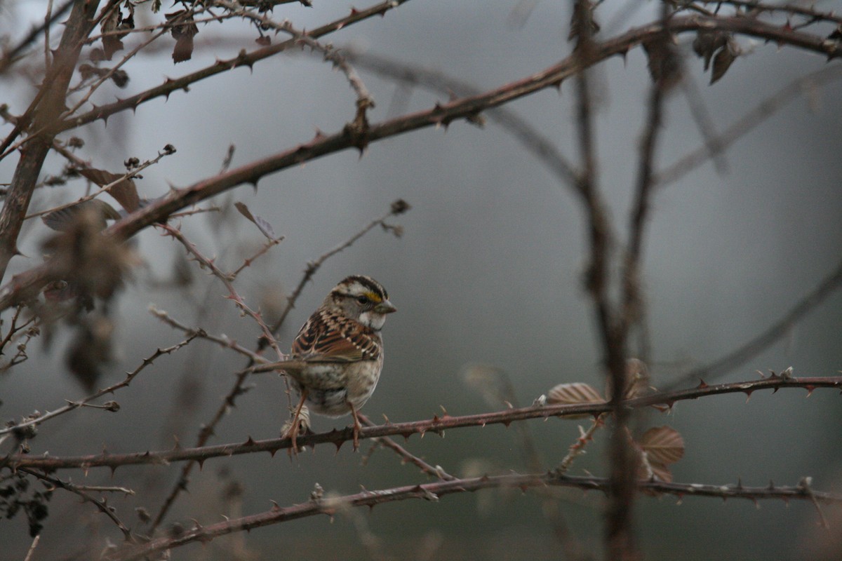 White-throated Sparrow - ML615603938