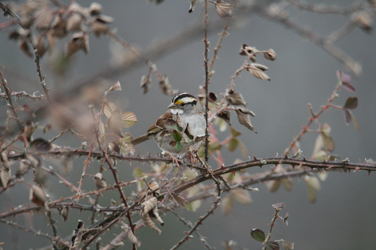 White-throated Sparrow - ML615603939
