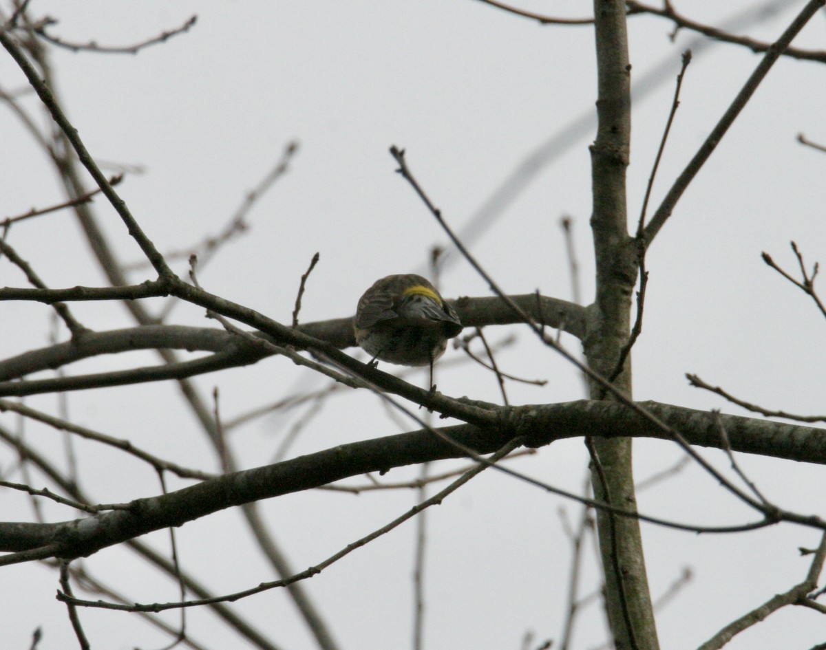 Yellow-rumped Warbler - ML615603952