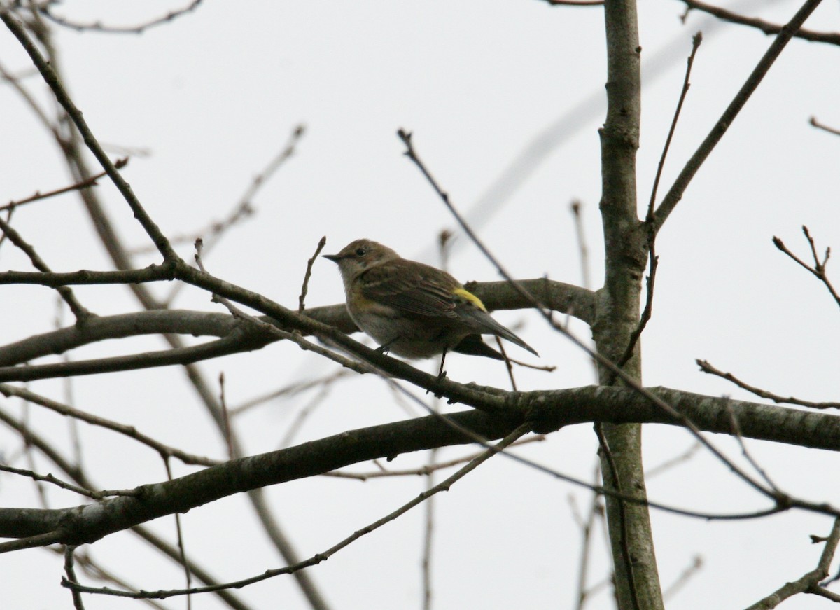 Yellow-rumped Warbler - ML615603953