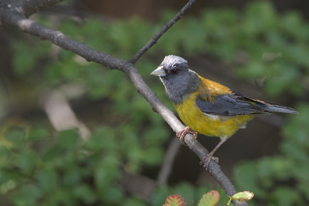 Patagonian Sierra Finch - ML615603965