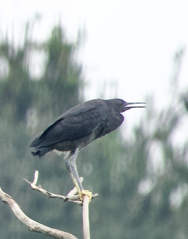 Black Heron - ML615603967