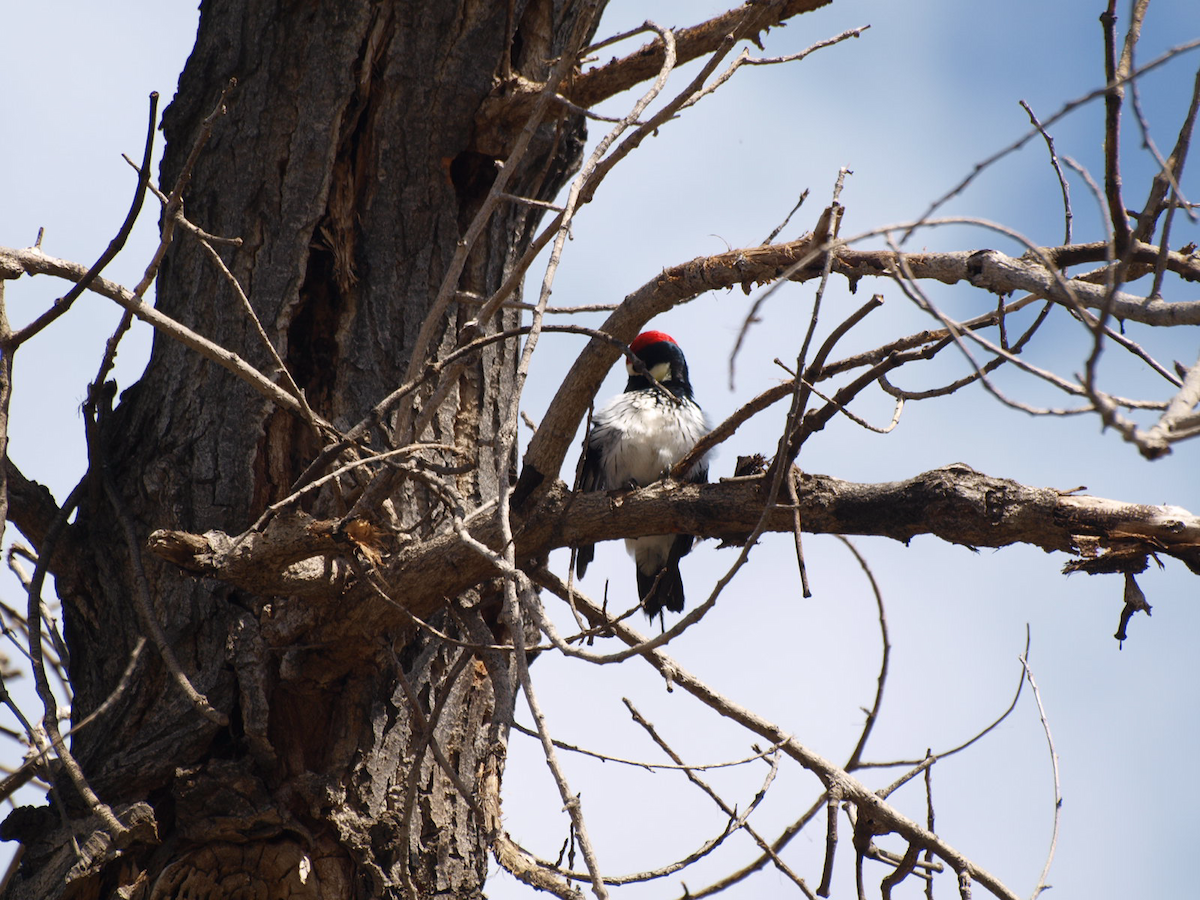 Acorn Woodpecker - ML615603982