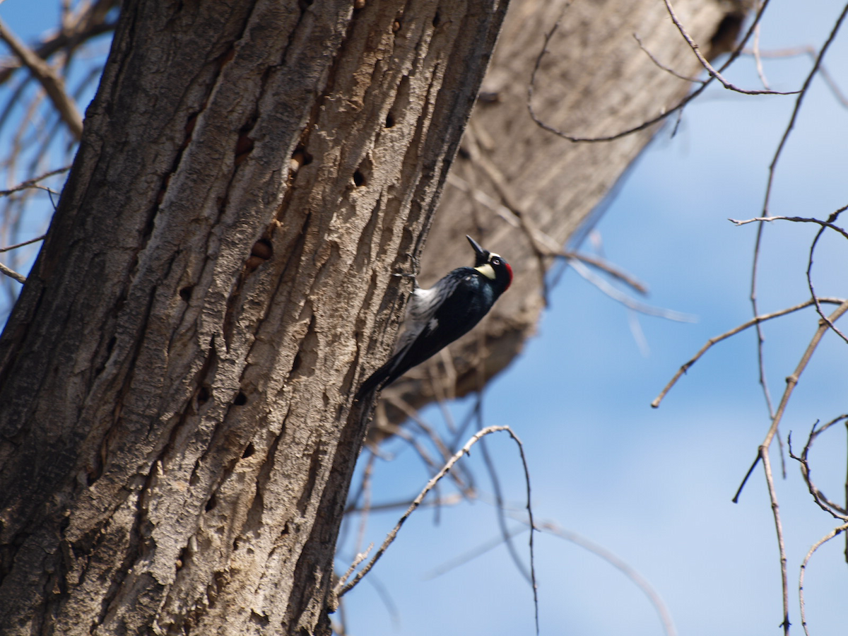 Acorn Woodpecker - ML615603983